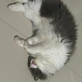 (Kategori: ) berada di . Dikirim oleh tomyamsoup (ID iklan 1364655285, Gambar 1). Deskripsi: .