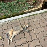 (Kategori: ) berada di . Dikirim oleh zahfit (ID iklan 1347302000, Gambar 1). Deskripsi: .