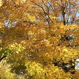 (Category: ) located in . Submitted by breelu (Listing ID 1378184149, Image 1). Description: .
