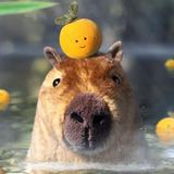 （分類：）位於 。 由 louisaff 提交（商品編號 1257813275，圖片 1）。簡介： 。