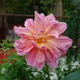 (Category: ) located in . Submitted by a_tbg (Listing ID 1346900026, Image 1). Description: .