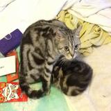 (Category: ) located in . Submitted by yqs1229 (Listing ID 1378954947, Image 1). Description: .
