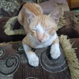 (Kategori: ) berada di . Dikirim oleh anangrochmana01-64939 (ID iklan 1314479397, Gambar 1). Deskripsi: .