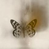 由 biutterfly (刊登 ID 1240905806，圖片 1) 提交，位於 的 (類別：)，說明：。