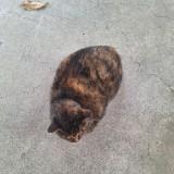 (Category: ) located in . Submitted by chuwieee (Listing ID 1364236358, Image 1). Description: .