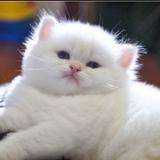 (分類:)位於 。 由 catcatfoxfox 提交(商品編號 1414349000,圖片 1)。簡介: 。