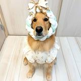 由 shaninebebe (刊登 ID 1371291409，圖片 1) 提交，位於 的 (類別：)，說明：。
