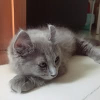 (分類:)位於 。 由 krauser20 提交(商品編號 1465732190,圖片 1)。簡介: 。