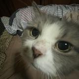 (Kategori: ) berada di . Dikirim oleh aahhccuu (ID iklan 1380543624, Gambar 1). Deskripsi: .
