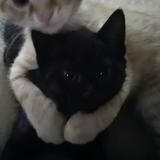 (Category: ) located in . Submitted by its_aliton (Listing ID 1150085835, Image 1). Description: .