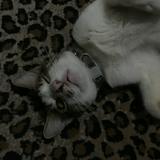 (Kategori: ) berada di . Dikirim oleh lovedbiba (ID iklan 1379472948, Gambar 1). Deskripsi: .