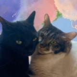 (Category: ) located in . Submitted by mirana.store (Listing ID 1386541585, Image 1). Description: .