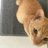 (Kategori: ) berada di . Dikirim oleh neomapreloved (ID iklan 1385064300, Gambar 1). Deskripsi: .