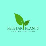 (Category: ) located in . Submitted by seletar_plants (Listing ID 1380835128, Image 1). Description: .