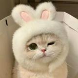 由 beautybeautyting (刊登 ID 1371498649，圖片 1) 提交，位於 的 (類別：)，說明：。