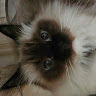 (Category: ) located in . Submitted by chinichilla (Listing ID 1448765975, Image 1). Description: .