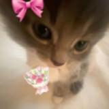 (Category: ) located in . Submitted by jinrichz89617 (Listing ID 1465782792, Image 1). Description: .