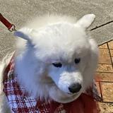 由 namiiiii04786571 (刊登 ID 1378397092，圖片 1) 提交，位於 的 (類別：)，說明：。