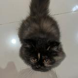 (Kategori: ) berada di . Dikirim oleh prelovedbyrnreal (ID iklan 1341227834, Gambar 1). Deskripsi: .