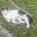 (Category: ) located in . Submitted by cattobatto (Listing ID 1384680136, Image 1). Description: .