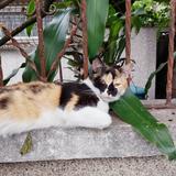 (Category: ) located in . Submitted by midzukoshiii (Listing ID 1354921507, Image 1). Description: .