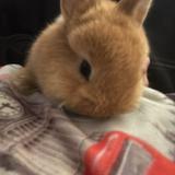 （分類：）位於 。 由 melendezlau 提交（商品編號 1385786746，圖片 1）。簡介： 。