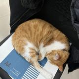 由 ox0128 (刊登 ID 1368544317，圖片 1) 提交，位於 的 (類別：)，說明：。