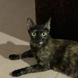 (Category: ) located in . Submitted by mana__ (Listing ID 1293454712, Image 1). Description: .