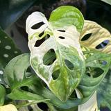 （分類：）位於 。 由 plantymomo 提交（商品編號 1343269936，圖片 1）。簡介： 。
