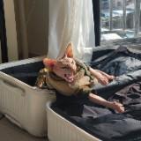 （分類：）位於 。 由 sean6560 提交（商品編號 1384414232，圖片 1）。簡介： 。