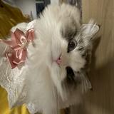 （分類：）位於 。 由 stephslittlestuff 提交（商品編號 1333287130，圖片 1）。簡介： 。