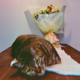 由 amylovenz (刊登 ID 1353254272，圖片 1) 提交，位於 的 (類別：)，說明：。
