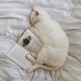 (Kategori: ) berada di . Dikirim oleh catthatreadsbooks (ID iklan 1385468262, Gambar 1). Deskripsi: .