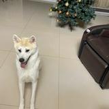 （分類：）位於 。 由 johnson1023 提交（商品編號 1375421100，圖片 1）。簡介： 。