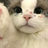 (Kategori: ) berada di . Dikirim oleh lilovecat (ID iklan 1351339357, Gambar 1). Deskripsi: .