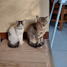 (Category: ) located in . Submitted by m.rams (Listing ID 1347695985, Image 1). Description: .