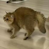 (Category: ) located in . Submitted by owocat (Listing ID 1347737703, Image 1). Description: .