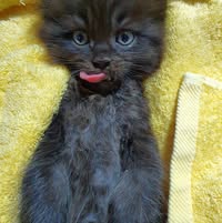(Category: ) located in . Submitted by pigisfat2001395 (Listing ID 1440888053, Image 1). Description: .
