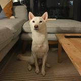 (Category: ) located in . Submitted by emi.fujita (Listing ID 1348185158, Image 1). Description: .