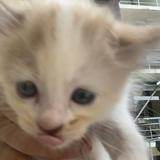 (Category: ) located in . Submitted by mhdizdnn (Listing ID 1453571197, Image 1). Description: .