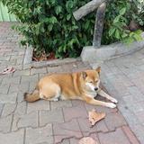 由 cici503 (刊登 ID 1350787325，圖片 1) 提交，位於 的 (類別：)，說明：。