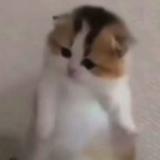 (Category: ) located in . Submitted by helpmeclearuwu (Listing ID 1354137903, Image 1). Description: .