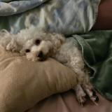 (Category: ) located in . Submitted by nanathedog (Listing ID 1351298060, Image 1). Description: .