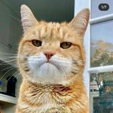 由 panda.cat. (刊登 ID 1348589951，圖片 1) 提交，位於 的 (類別：)，說明：。