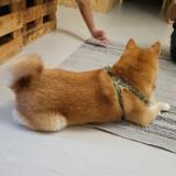 由 papast92 (刊登 ID 1382113814，圖片 1) 提交，位於 的 (類別：)，說明：。