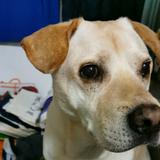 （分類：）位於 。 由 wong_ma_ma 提交（商品編號 1366021516，圖片 1）。簡介： 。