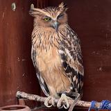 (Kategori: ) berada di . Dikirim oleh bekaseowl (ID iklan 1334003622, Gambar 1). Deskripsi: .