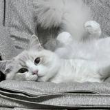 由 linna__ (刊登 ID 1381139027，圖片 1) 提交，位於 的 (類別：)，說明：。