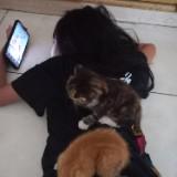 (Kategori: ) berada di . Dikirim oleh tassasireg21306 (ID iklan 1385072579, Gambar 1). Deskripsi: .