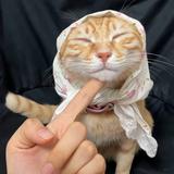 （分類：）位於 。 由 boobywincy 提交（商品編號 1349115609，圖片 1）。簡介： 。